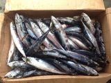 Chub Mackerel/Frozen Mackerel /Pacific Mackerel