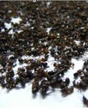 Edible Ant