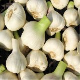 5-5.5cm Fresh Garlic Normal White Garlic