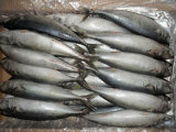 Pacific Mackerel 300-500g