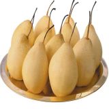 2015 New Fresh Pear with Good Quality