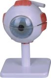 Human Eye Model-Mh04010