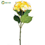 High Quality Hydrangea Flower in Various Colours