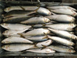 Fresh W/R Frozen Sardine Fish