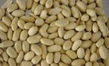 High Quality for Blanched Peanut