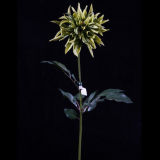 PU Dahlia Flower (DA-002-31S)