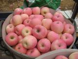 2015 Crop Good Delicous Apple