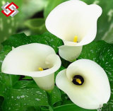 Best Quality Artificial Real Touch PU Material Lily