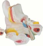 Model of Anatomy of Magnified Ear Model (M3310)
