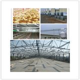 Prefabricated Steel Structure Design Chicken House