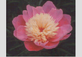 Herbaceous Peony