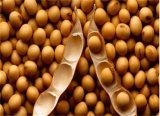 2015 100% Chinese Non Gmo Organic Soybeans
