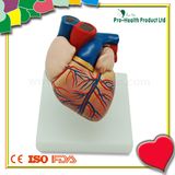 Medical Education Human Heart Anatomical Model