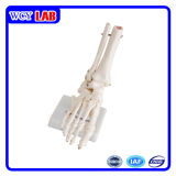 Wcy Foot Joint Model