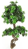 Pachira Money Tree Plant Artifical Money Tree Plant586