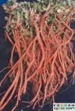 Health-Care Crude Medicine Salvia Miltrorrhiza