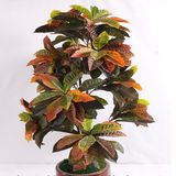150cm Artificial SA Jin Rong Bonsai Tree Fake Ficus Bonsai