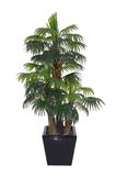 Artificial Cycas Plant