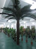 Palm Plants Outdoor