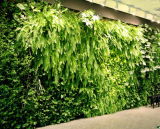 High Quality Artificial Plants and Flowers of Green Wall Gu-Wall008900190