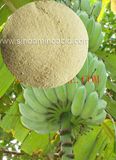 Organic Boron Fertilizer on Banana Fruit