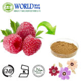 Weight Loss Natural Raspberry Extract Powder Raspberry Ketone 4%