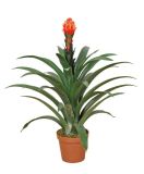 Artificial Plants and Flowers of Lucky on Head 80cm Gu-Bj-744-30-1
