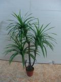 Artificial Plants and Flowers of Yucca Plant 122lvs.
