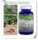 Tribulus Terrestris Extract (Saponins 40%, 65%, 80%, 90% by UV)