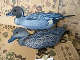 Pintail Teal