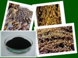 Brown Seaweed Extract, Sargassum Seaweed Fertilizer