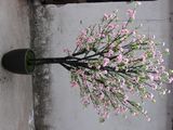 Sakura Tree