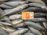 Frozen Pacific Mackerel Fish