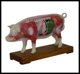 Acupuncture Animal Model (M-6-P)