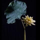 PU Artificial Flower (LE-004-36/WL003-28)