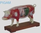 Pig Acupuncture Model