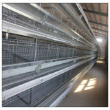 H Type Chicken Layer Cage Automatic Equipments for Poultry Farming
