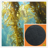 Powder Soluble Pure Organic Seaweed Extract Fertilizer