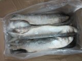 Frozen Grey Mullet for Sell