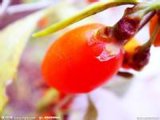 Dried Fruit of Goji Berry