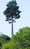 Steel Camouflaged Telecommunication Palm Metal Mast/Pine Tree Tower