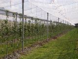 Fruit Tree Netting, Orchard Protect Netting