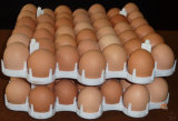 Bangchi 42-Cell Plastic Chicken Egg Tray