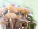 Changgen Mushroom