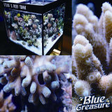 Ornamental Fish Sea Salt Blue Treasure Hzy015