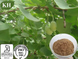 High Natural Ginkgo Biloba Extract Ginkgo Flavone Glycosides 24% by HPLC; Terpene Lactones 6% by HPLC; Ginkgolic Acid 5% by HPLC