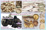 Dried Mushroom