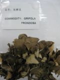 Dried Maitake Mushroom (DSH-2)