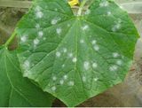 Botanical Pesticide Against Powdery Mildew on Melons