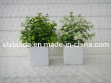 Artificial Plastic Grass Bonsai (XD13-228)